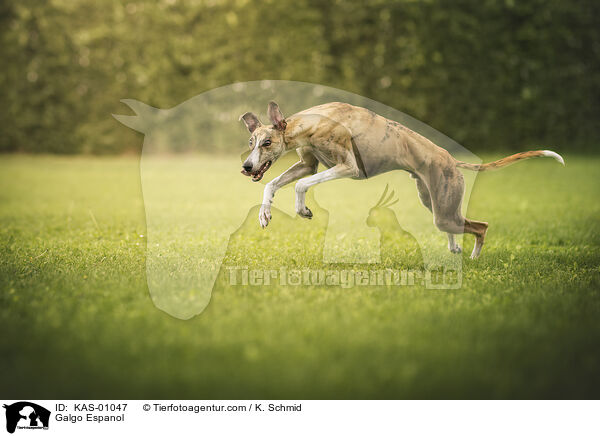 Galgo Espanol / Galgo Espanol / KAS-01047