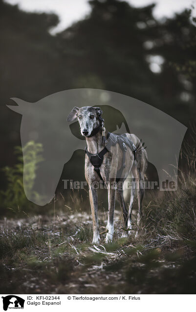 Galgo Espanol / Galgo Espanol / KFI-02344