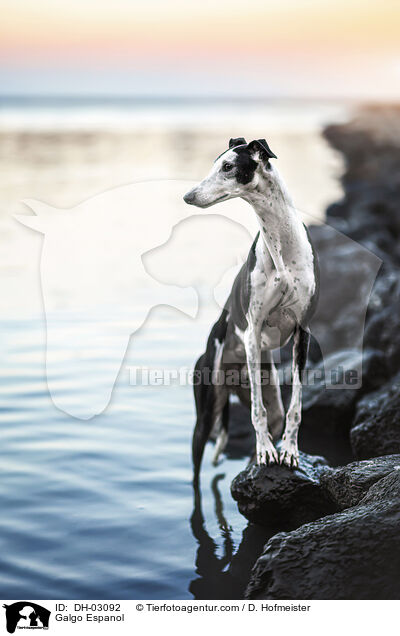 Galgo Espanol / Galgo Espanol / DH-03092