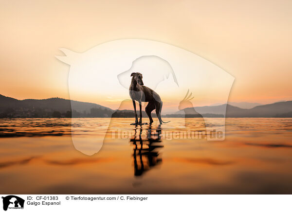 Galgo Espanol / Galgo Espanol / CF-01383