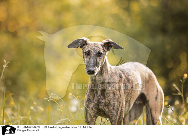 Galgo Espanol / Galgo Espanol / JAM-05670