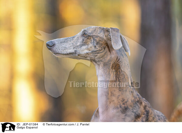 Galgo Espanol / Galgo Espanol / JEP-01384