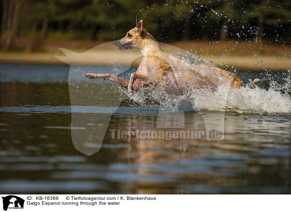 Galgo Espanol rennt durchs Wasser / Galgo Espanol running through the water / KB-16366