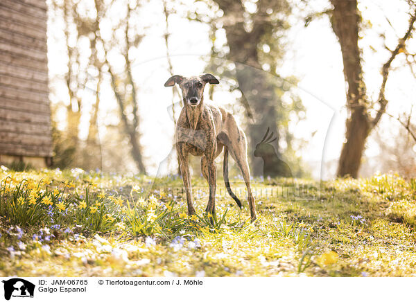Galgo Espanol / Galgo Espanol / JAM-06765