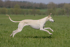 running Galgo Espanol