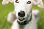 Galgo Espanol nose