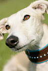 Galgo Espanol Portrait