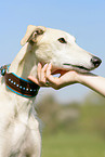 Galgo Espanol Portrait