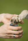 cutting claws