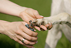 cutting claws