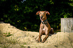 lying Galgo Espanol