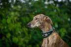 Galgo Espanol Portrait