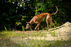 walking Galgo Espanol
