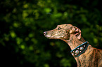 Galgo Espanol Portrait