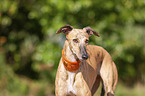 Galgo Espanol Portrait
