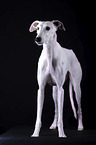 female Galgo in front of black background