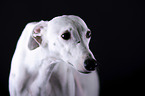 female Galgo in front of black background