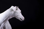 female Galgo in front of black background