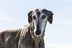 Galgo Espanol portrait