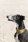 Galgo Espanol portrait