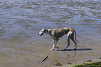 walking Galgo Espanol
