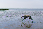 walking Galgo Espanol