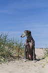 sitting Galgo Espanol