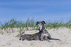 lying Galgo Espanol