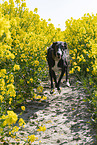 running Galgo Espanol
