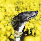 Galgo Espanol portrait