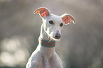 Galgo Espanol portrait