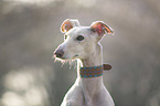 Galgo Espanol portrait