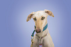 Galgo Espanol portrait