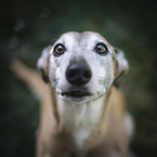 Galgo Espanol