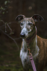 Galgo Espanol portrait