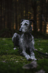 lying Galgo Espanol