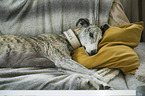 lying Galgo Espanol
