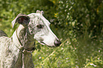 Galgo Espanol Portrait