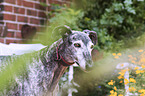 Galgo Espanol Portrait