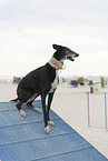 adult Galgo Espanol