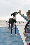 adult Galgo Espanol