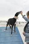 adult Galgo Espanol