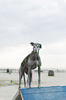 adult Galgo Espanol