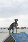 adult Galgo Espanol