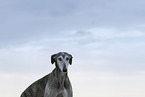 adult Galgo Espanol