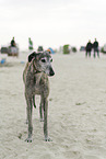 adult Galgo Espanol