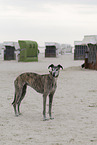 adult Galgo Espanol