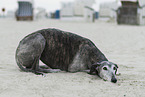 adult Galgo Espanol