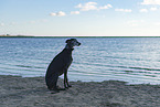 Galgo at the ocean
