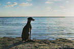 Galgo at the ocean